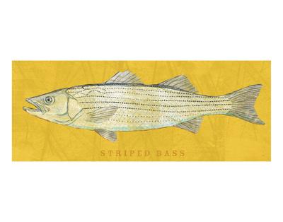 FISH ART PRINT Golden Fishing Wildlife Poster 14x32 Striped Bass by John W